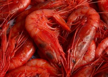 Des caisses de crevettes rouges tunisiennes pr&ecirc;tes &agrave; l'exportation. Bruxelles affirme que certaines cargaisons d&eacute;passent le quota de p&ecirc;che autoris&eacute;.