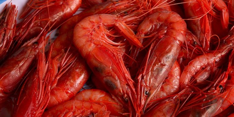 Des caisses de crevettes rouges tunisiennes pr&ecirc;tes &agrave; l'exportation. Bruxelles affirme que certaines cargaisons d&eacute;passent le quota de p&ecirc;che autoris&eacute;.