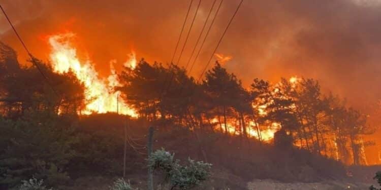 Alg&eacute;rie : Au moins 12 morts dans les incendies qui ravagent le nord du pays