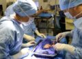 Don d&rsquo;organes en Tunisie : 11 donneurs, 31 greffes&hellip; mais une attente toujours immense
