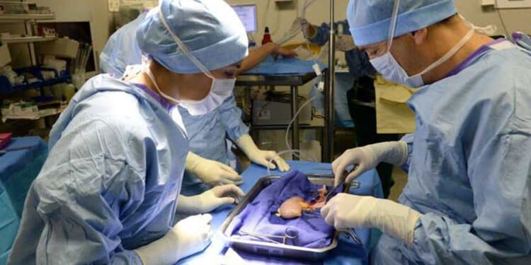 Don d&rsquo;organes en Tunisie : 11 donneurs, 31 greffes&hellip; mais une attente toujours immense
