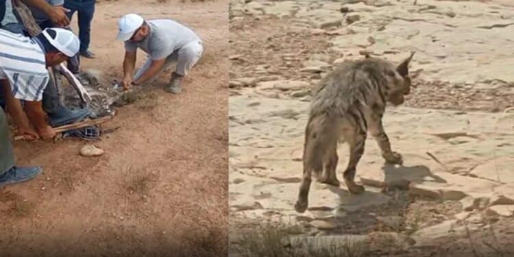 Hyene Kasserine