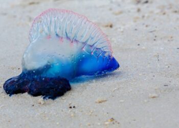 meduse