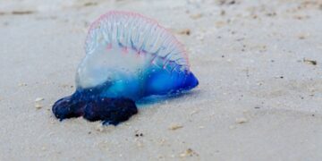 meduse