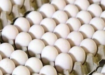 Oeufs : Quand le prix pay&eacute; d&eacute;passe largement le co&ucirc;t de production