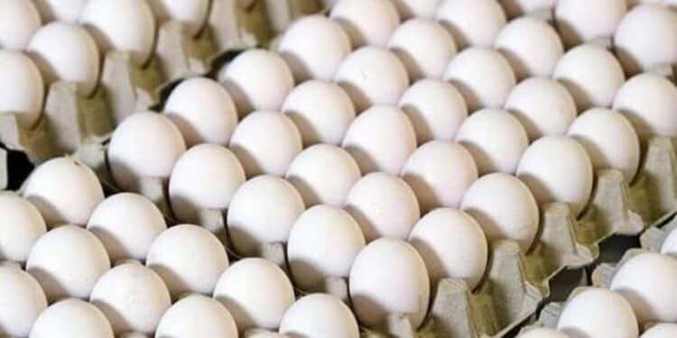 Oeufs : Quand le prix pay&eacute; d&eacute;passe largement le co&ucirc;t de production