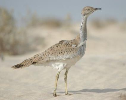 Outarde houbara - photo (ecolomagtunisie.com)