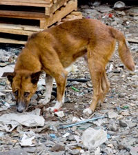 Chien errant