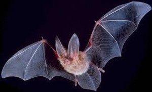 chauve-souris