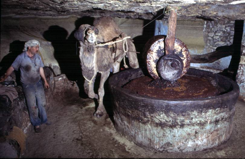 huilerie traditionnelle