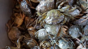 Le crabe ne pince pas pour vivre, mais il vit pour pincer !