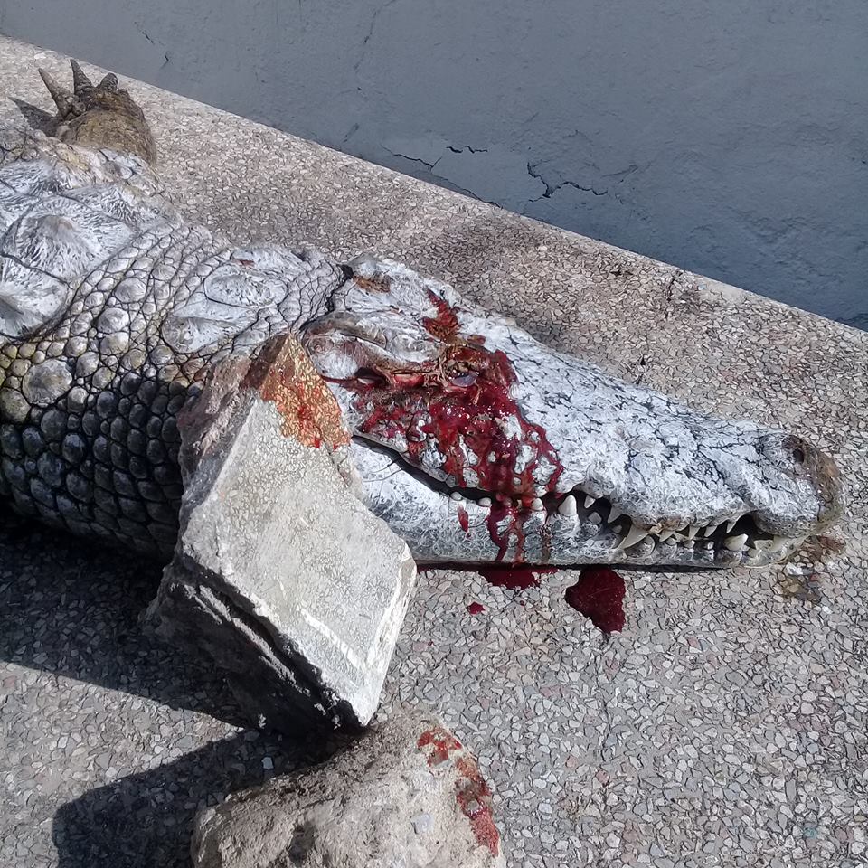 belvedere crocodile