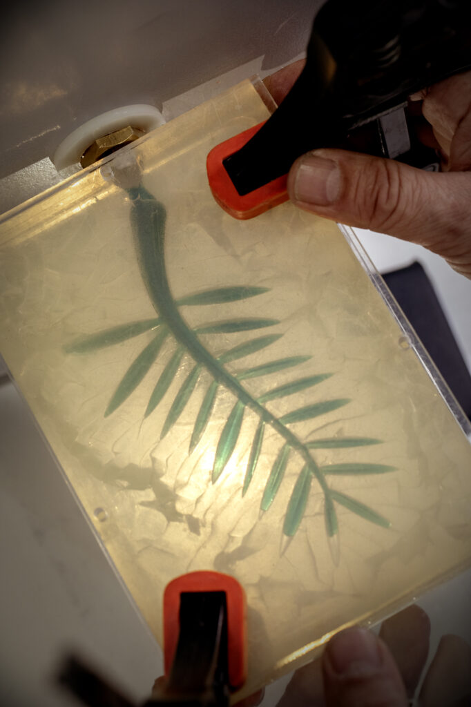 Palme d'or