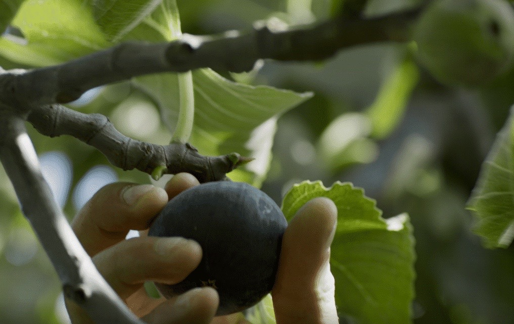 Under the fig trees