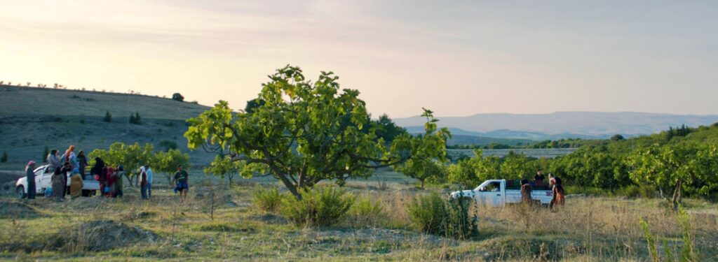 Under the fig trees